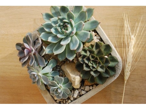 Echeveria mix